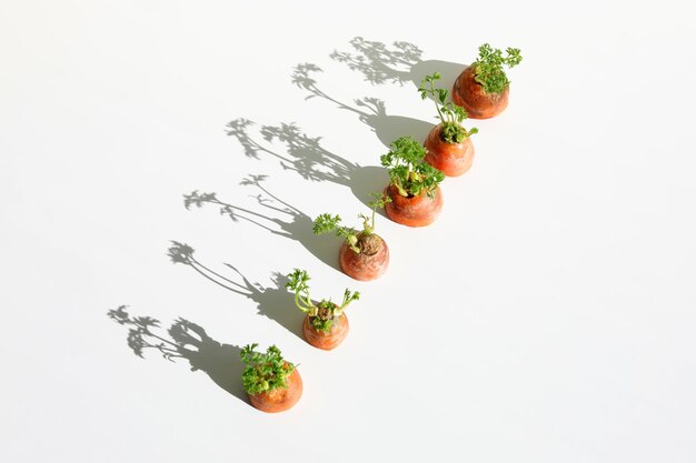 Carrots with long harsh shadows in sunlight Propagation in water Repeated propagation of carrots concept Copy space