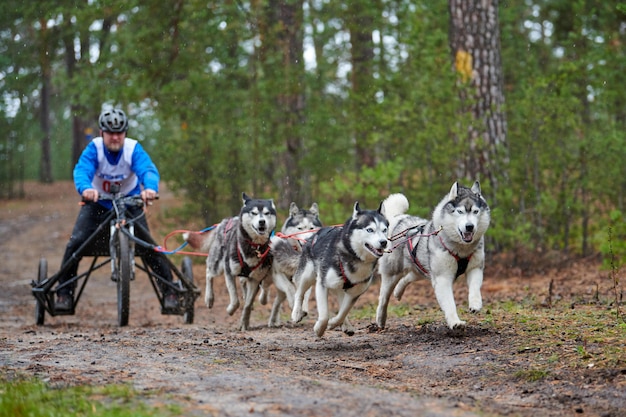 Carting dog mushing race