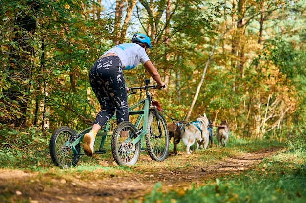 Carting dog sports, active Siberian Husky dogs running and pulling dogcart with dog musher along trail, sled dog racing in autumn forest, dryland mushing competition