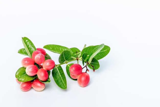 Carunda or Karanda fruit of a berry It is used as a condiment in pickles with Indian spices