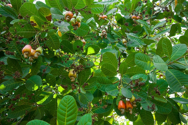 Cashew nut tree,filled with red fruits