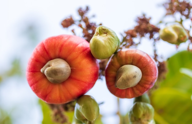 Cashew nuts growing on a tree