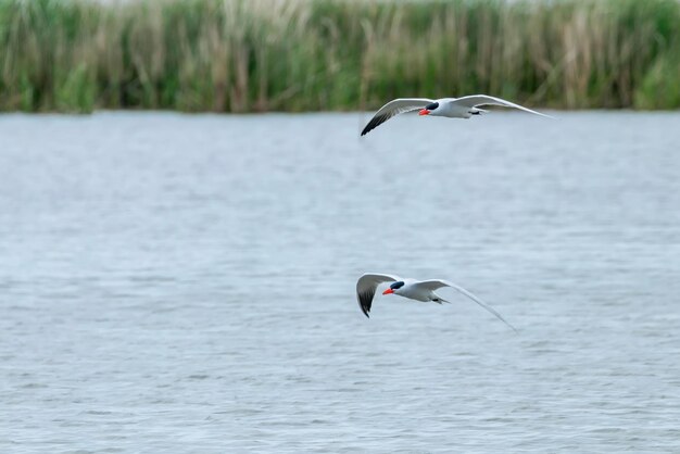 Caspian Tern flying over the water