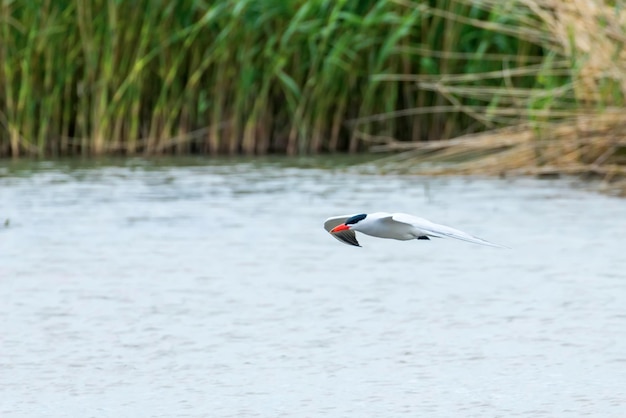 Caspian Tern flying over the water