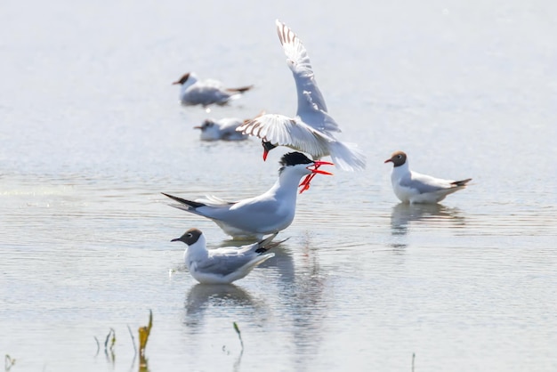 Caspian Tern among seagulls in water