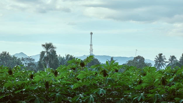 Cassava garden with signal tower background