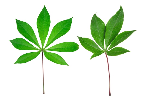 Cassava leaf isolated on white background