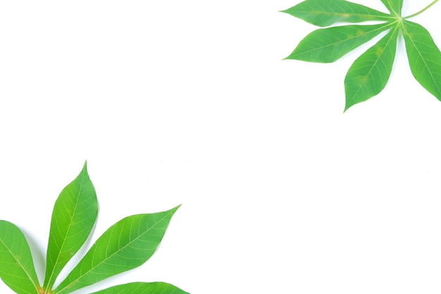 Cassava leaves isolated on a white background