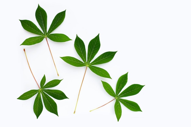 Cassava leaves on white background