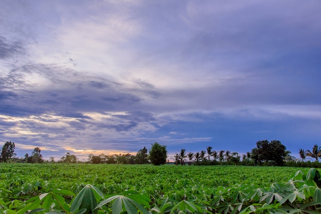 Cassava plantation before harvesting.