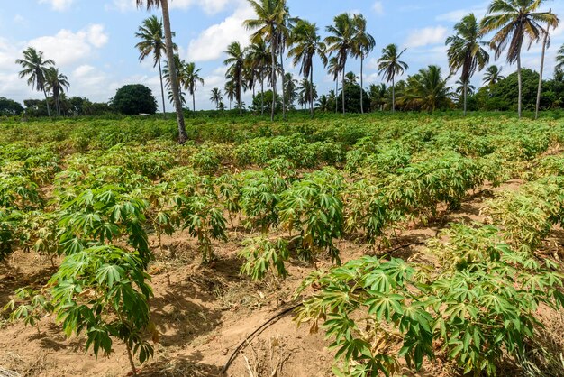 Cassava plantation in Conde Paraiba Brazil. Brazilian agriculture.