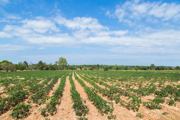 Cassava plantation field with blue sky background