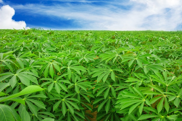 Cassava plantation Northeast of Thailand