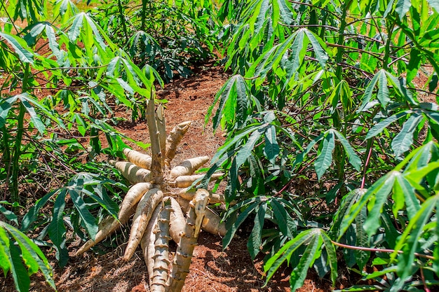 Cassava plantation on sunny day Harvest