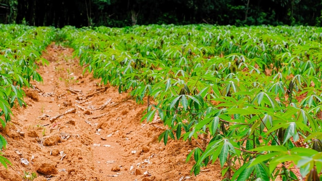 cassava plantation in Thailand