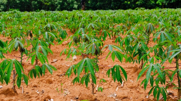 cassava plantation in Thailand