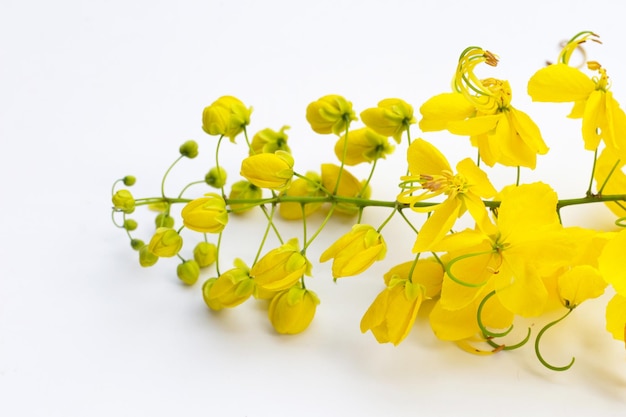 Cassia fistula flower on white background