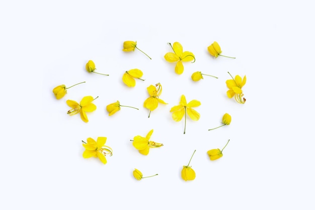 Cassia fistula flower on white background