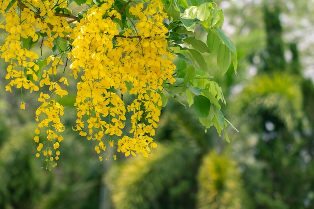 Cassia fistula flowers or golden shower flower with copy-space for nature background 