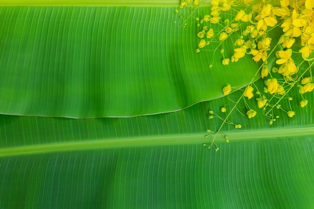 Cassia fistula flowers on green banana leaf background