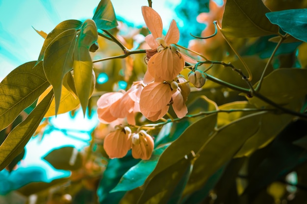 Cassia fistula golden shower purging cassiaIndian laburnum or puddingpipe tree