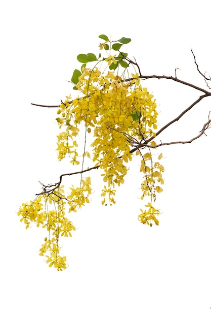 Cassia fistula yellow flower isolated on white background