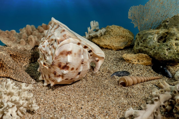 Cassis Cornuta Shell on the sand underwater