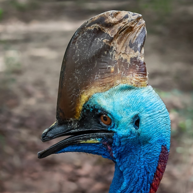 Cassowary Close up face.