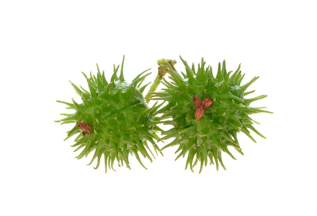 Castor bean on (Two balls) white background.