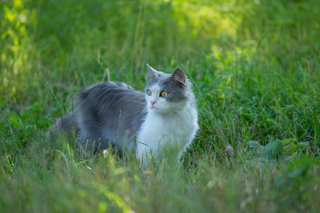 Cat allowed outside in the garden Positive and negative consequences of animals walking freely