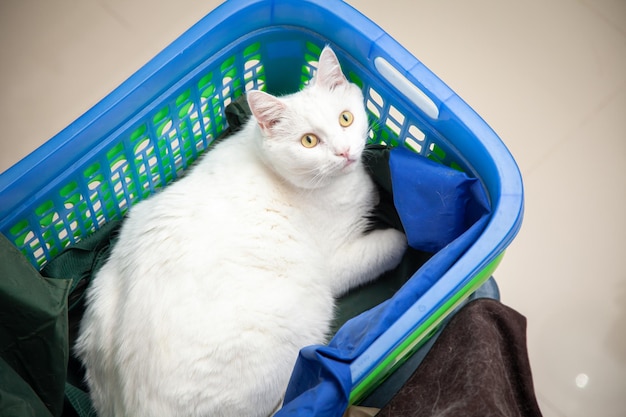 Cat in the basket Persian Cat kitten cute sitting in the basket at home Close up copy space