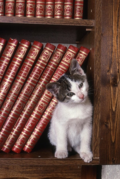 Cat in the basket