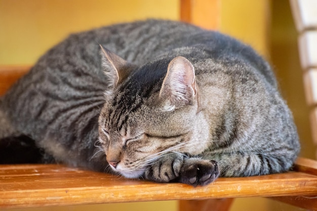 Cat beautiful and lazy striped cat resting in the morning natural light selective focus