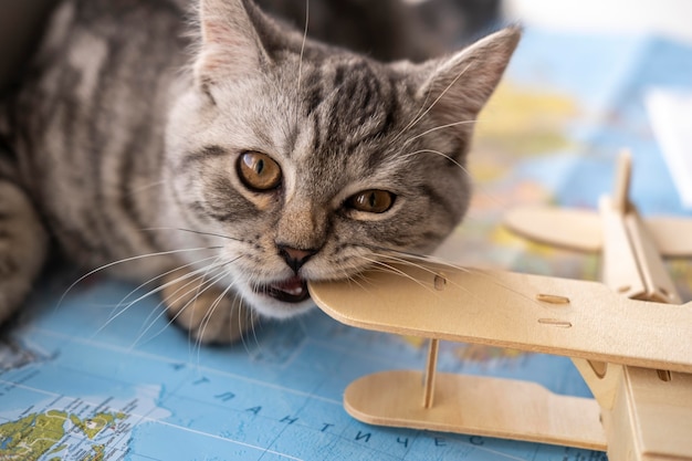 Cat biting a toy and sitting on a map