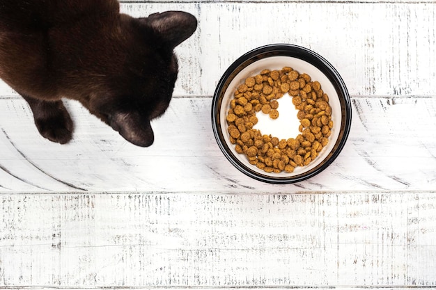 Cat and bowl with dry food