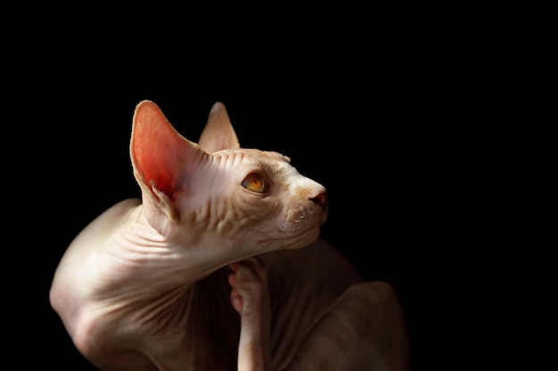 Cat breed Canadian Sphynx on a black