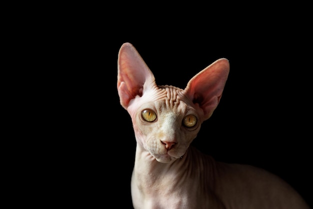 Cat breed Canadian Sphynx on a black