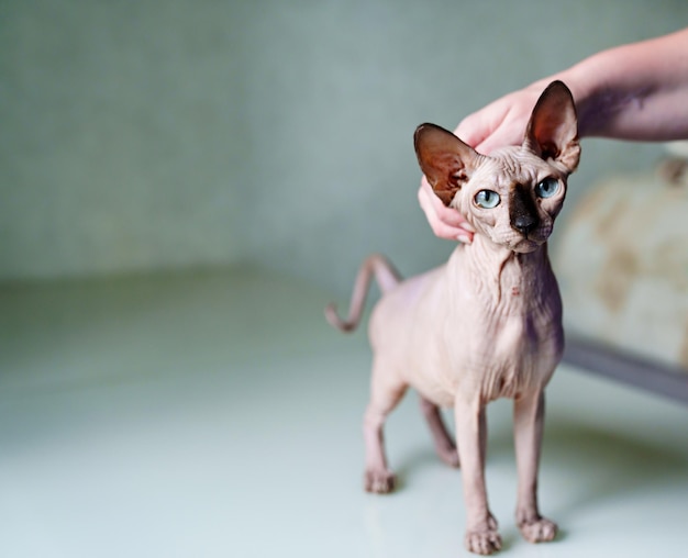 Cat breed Canadian Sphynx care and grooming of bald cats