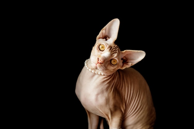 Cat breed Canadian Sphynx in pearl beads on a black background