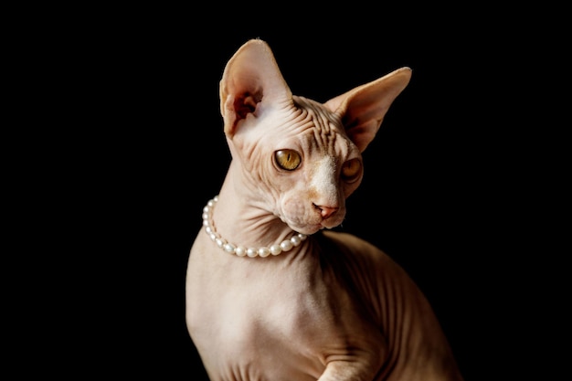 Cat breed Canadian Sphynx in pearl beads on a black background