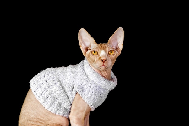 Cat breed canadian sphynx in purple sweater isolated on black