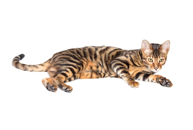 Cat breed toyger lying on white background isolated