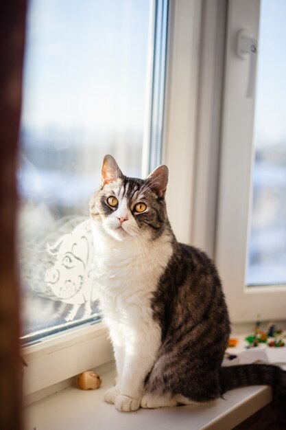 Photo cat of the british breed is sitting on the sill of the window, gray cat and white paws