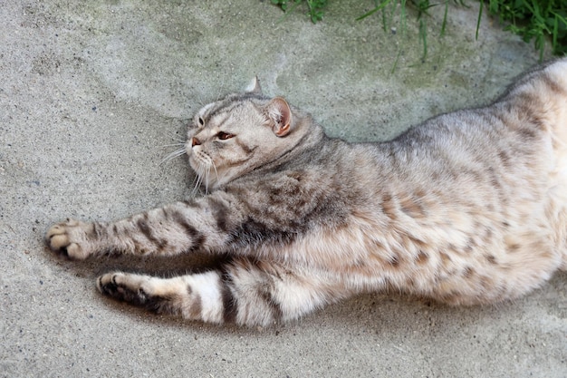 Cat of British breed lies on his side with thick stomach fattened and pleased stretch his paws