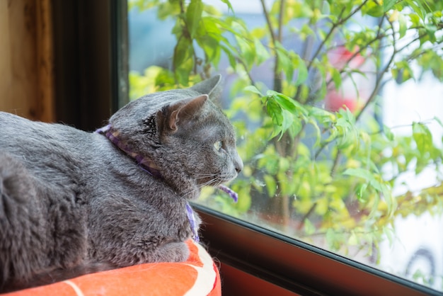 Cat in the cafe