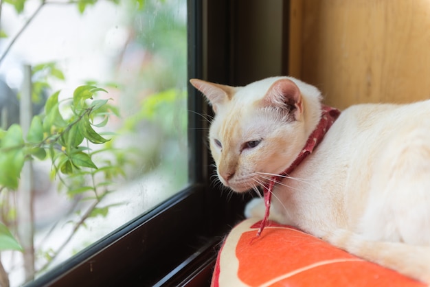 Cat in the cafe