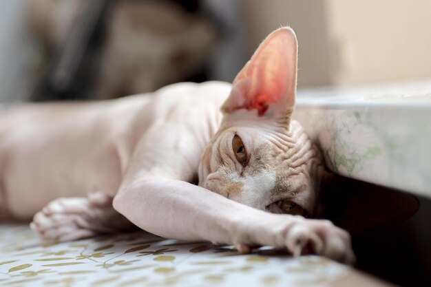 Cat of the Canadian Sphynx breed lies with its paw outstretched