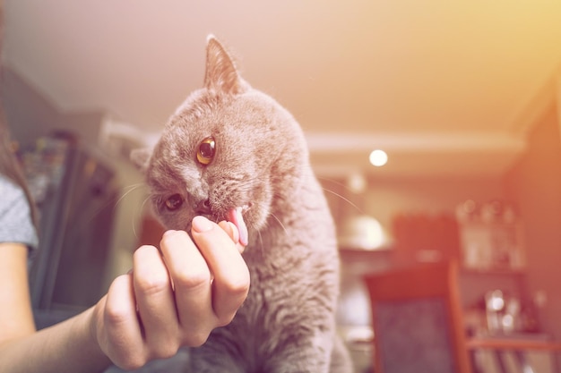 Cat caresses about the hand of a woman, close up of cat, happy cat, owner is stroking the cat, cat sniffs the owner's finger