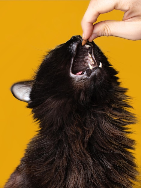 Cat catches a food open mouth man feeding a cat close up