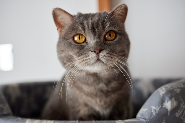 Cat in cats house on floor looking to the right